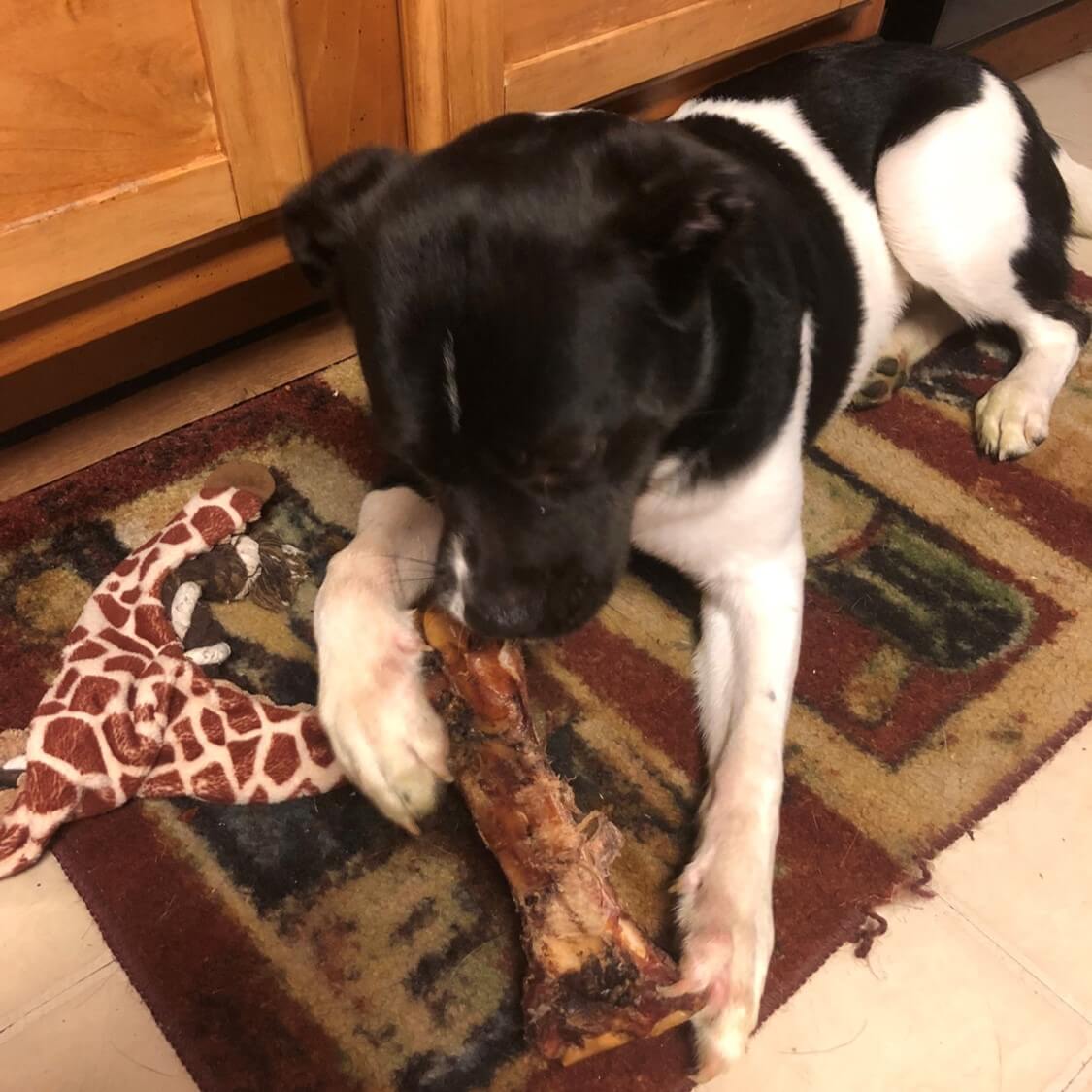 Premium All Natural Large Shank Bone Dog Chew Bone Hill Leather Company